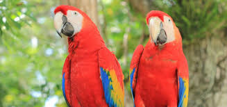 Resultado de imagen para imagenes de loros