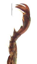 Image result for Alinula sp.