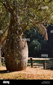 Image result for Sterculia subviolacea