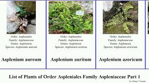 Image result for Aspleniaceae