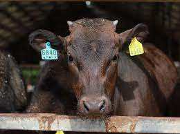 Debunking Myths Surrounding Wagyu The Most Expensive Beef In The World First We Feast
