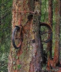 Really Unusual Trees Unique Trees Weird Trees Tree