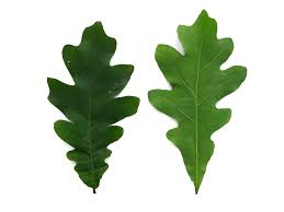 Image result for white oak leaf
