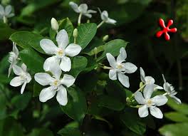 Image result for Wrightia