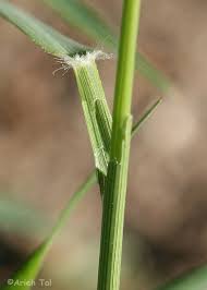 Image result for Eragrostis cilianensis