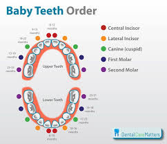 The Order That Baby Teeth Erupt A Handy Chart For Parents