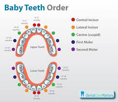 the order that baby teeth erupt a handy chart for parents