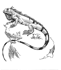 Cute orange iguana sits on the tree branch and smiles. Drawing Iguana Colouring Pages Iguana Pelican Art Colouring Pages