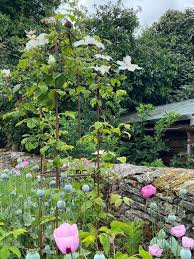 We did not find results for: Growing Clematis The Problems And Possibilities Blooming Lucky