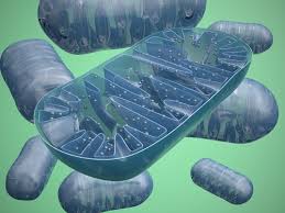 The enzymatic reactions of cellular respiration begin in the cytoplasm, but most of the reactions occur in the mitochondria. The Mitochondria In Cellular Respiration Advanced Read Biology Ck 12 Foundation