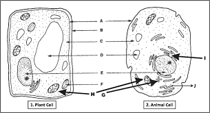 biology multiple choice quizzes plant cell and animal cell