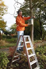 Nistkasten Fur Vogel Richtig Aufhangen Nistkasten Aufhangen Vogel Im Garten Kasten