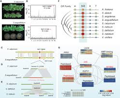 Image result for Sesamum calycinum