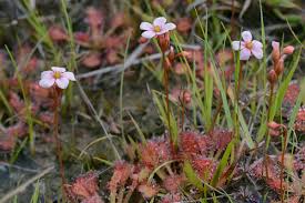 Image result for Droseraceae