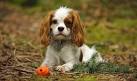 Do Cavalier King Charles Spaniels Shed their fur ...
