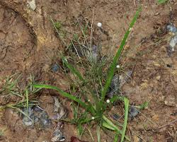 Image result for Eriocaulon truncatum