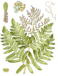 Image result for Osmunda regalis