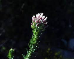 Image result for Eriosema psoraleoides