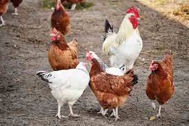 Yet she won't lay an egg every single day. Why Do Chickens Lay Unfertilized Eggs
