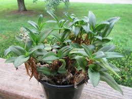 Image result for Ledebouria Unidentified sp. no3.