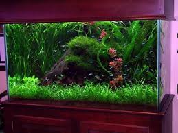 Deko Fur Aquarium Stein Begruenung Ueppig Neon Fische Aquarium Einrichten Aquarium Ideen Aquarium Design