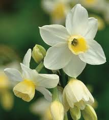 Search For Products Sarah Raven Narcissus Flower Yellow Flowers Daffodils