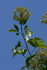 Image result for Heteromorpha