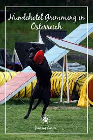 urlaub mit hund in osterreich hundehotel grimming jack auf reisen urlaub mit hund wanderurlaub mit hund hunde