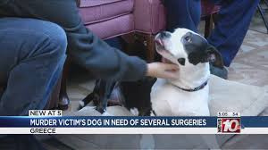 Learn about the salary, required skills, & more. Greece Murder Victim S Dog In Need Of Several Surgeries Whec Com