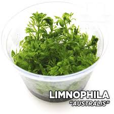 Image result for Limnophila ceratophylloides