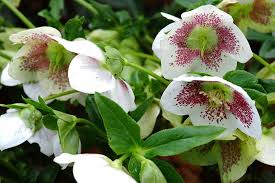 Hellebores plants can go in the ground at any time of year. How To Divide And Transplant Hellebores Gardener S Path