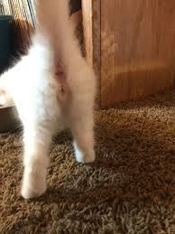 Athena gave birth to five ginger kittens on april 8, 2017 and. Is It A Boy Or Girl Kitten Ovulation Signs