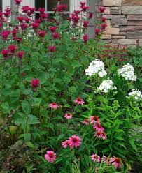 Favorite Combination Fragrant Phlox And Lily Front Yard Plants Cottage Garden Summer Flowers Garden