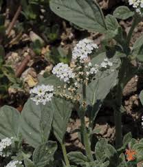 Image result for Heliotropium supinum