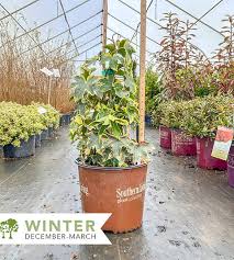 Image result for × Fatshedera