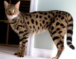 Kamu bisa menemukan penjual kucing bengal dari seluruh indonesia yang terdekat dari lokasi & wilayah kamu sekarang. 5 Jenis Kucing Termahal Di Dunia Debhiamalia