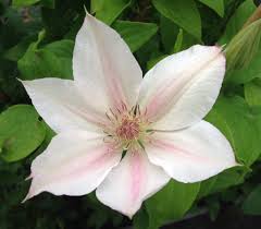 Find care information, pictures & more. Clematis Corinne