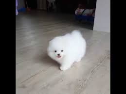I am a big fan of this wonderful breed and offer puppies for sale in the following colors: Cute Tiny White Puppy Youtube