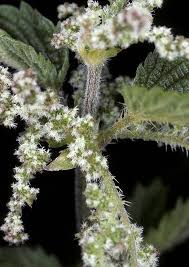 Image result for Urtica