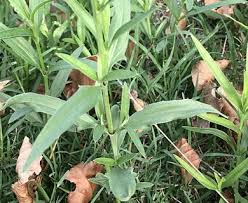 Image result for Pascalia glauca