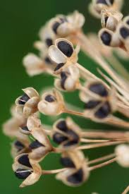The pretty petal flower shop (japanese: Garlic Chive Seed Pods Seed Pods Chive Seeds Seeds