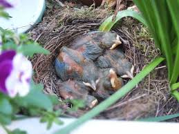 Media in category unidentified locations in austria. Der Vogelfreundliche Garten 11 Tipps Fur Vogelfreunde