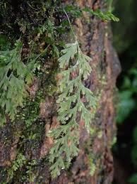 Image result for Crepidomanes inopinatum