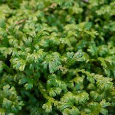 Image result for Salacia kraussii