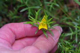 Image result for Menodora heterophylla