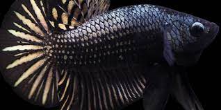 Gambar mewarnai ikan cupang hias dan laga lucu untuk anak. Kenalan Dengan Ikan Cupang Berwarna Hitam Tak Kalah Cantik Halaman All Kompas Com