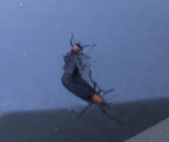 They Are Back Please Be Careful On The Roads As The Love Bugs Make Their Way Around State Law Is To Keep Your Car At Least 5 Car Fish Pet