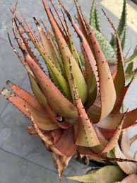 Image result for Aloe aculeata × globuligemma
