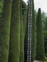 Plus, limbs that touch your. Columnar Trees Topiary Garden Topiary Beautiful Gardens