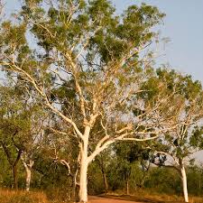 The variants are wide and plenty. Ghost Gum Eucalyptus Papuana My Garden Life